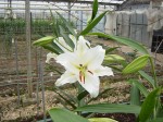 [crystal blanca kos 18-20 030213.JPG]